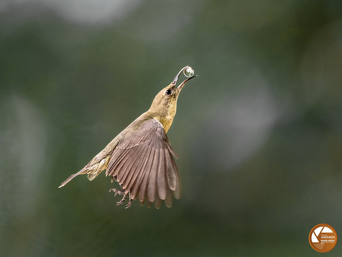 CÉCILE PHOTOGRAPHIE -  KOY LAB AWARDS 2022