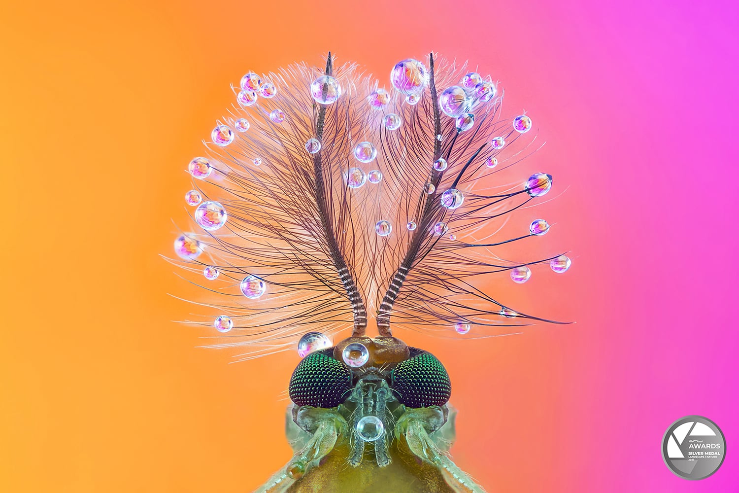 PEDRO LUIS AJURIAGUERRA SAIZ -  KOY LAB AWARDS 2023