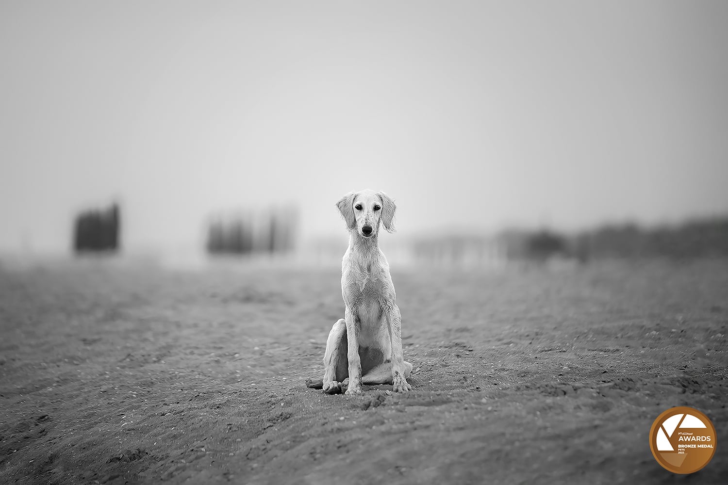 ELENA MARCHI - KOY LAB AWARDS 2023